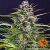 Foto Gorilla zkittlez auto barney´s farm seeds
