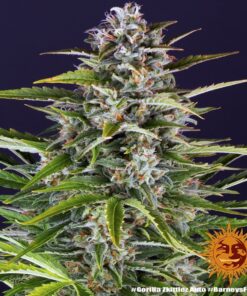 Foto Gorilla zkittlez auto barney´s farm seeds