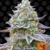 Foto Gorilla Zkittlez Barney`s farm