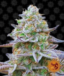 Foto Gorilla Zkittlez Barney`s farm