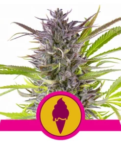 Foto Green gelato 100% royal queen