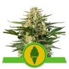 Foto Green gelato auto royal queen seeds