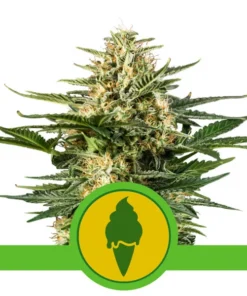 Foto Green gelato auto royal queen seeds