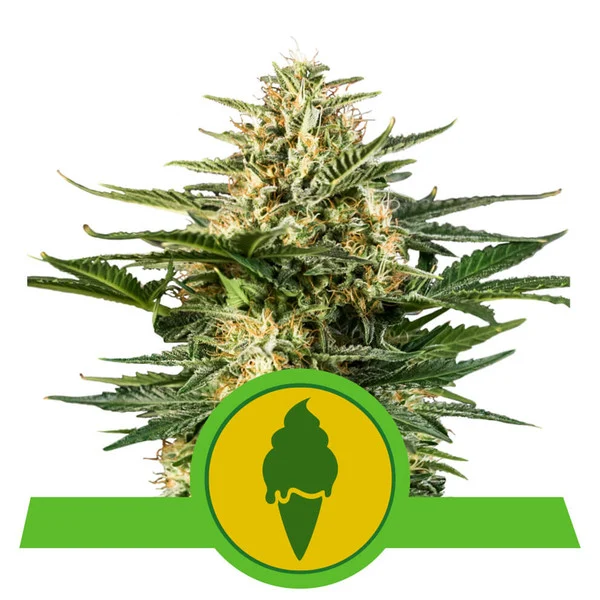 Green gelato auto royal queen seeds Foto Green gelato auto royal queen seeds