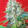 Foto Green poison sweet seeds