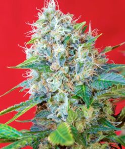 Foto Green poison sweet seeds