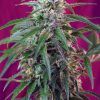 Foto green poison auto
