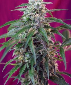 Foto green poison auto