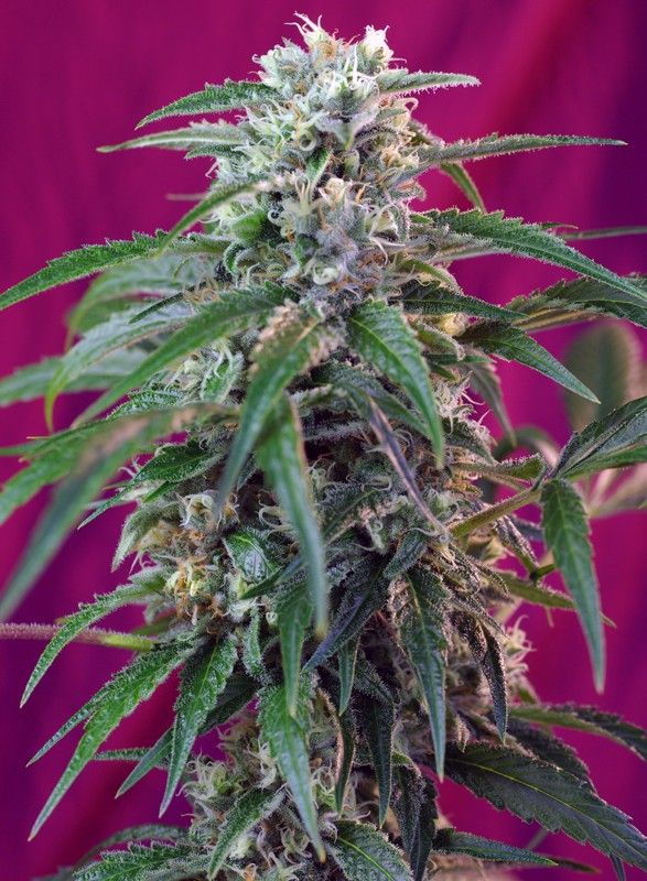 green-poison-auto Foto green poison auto