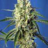 Foto Green poison cbd sweet seeds