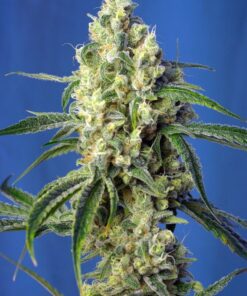 Foto Green poison cbd sweet seeds