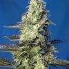 foto green-poison-xl-auto