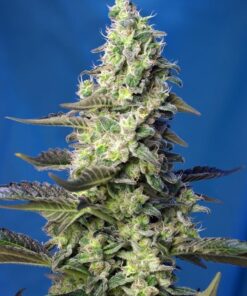 foto green-poison-xl-auto
