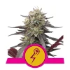 Foto Green Crack Punch