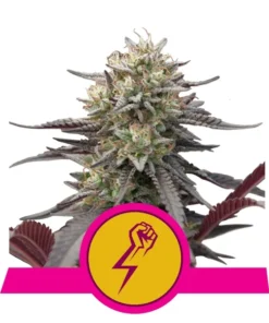 Foto Green Crack Punch