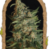 Foto Green gummy 100% exotic seed