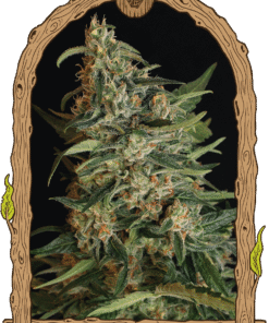 Foto Green gummy 100% exotic seed