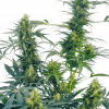 Foto Guerrilla's gusto regular 10 unidades sensi seeds