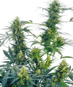 Foto Guerrilla's gusto regular 10 unidades sensi seeds