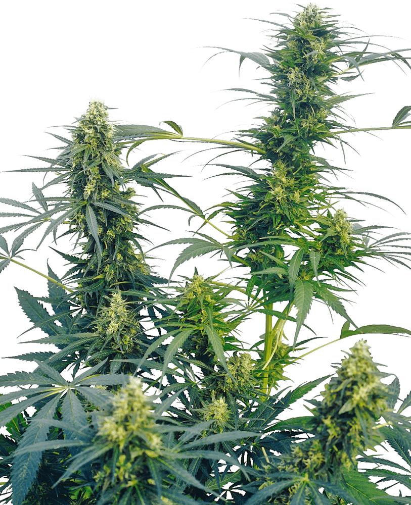 Guerrilla's gusto regular 10 unidades sensi seeds Foto Guerrilla's gusto regular 10 unidades sensi seeds