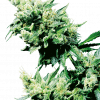 Foto Hash plant regular 10 unidades sensi seeds