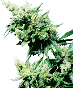 Foto Hash plant regular 10 unidades sensi seeds
