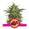 Foto Haze berry 100% royal queen seeds