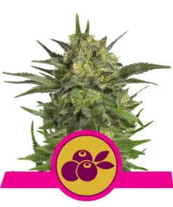 Foto Haze berry 100% royal queen seeds