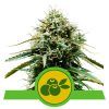 Foto Haze berry automatic royal queen seeds