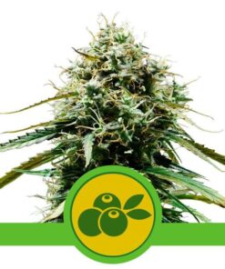 Foto Haze berry automatic royal queen seeds