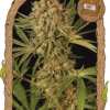 Foto Herz og 100% exotic seed