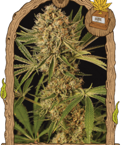 Foto Herz og 100% exotic seed