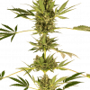 Foto Himalayan cbd sensi seeds