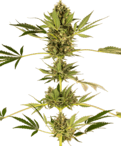 Foto Himalayan cbd sensi seeds