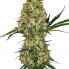 Foto Hindu kush auto sensi seeds