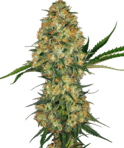 Foto Hindu kush regular 10 unidades sensi seeds