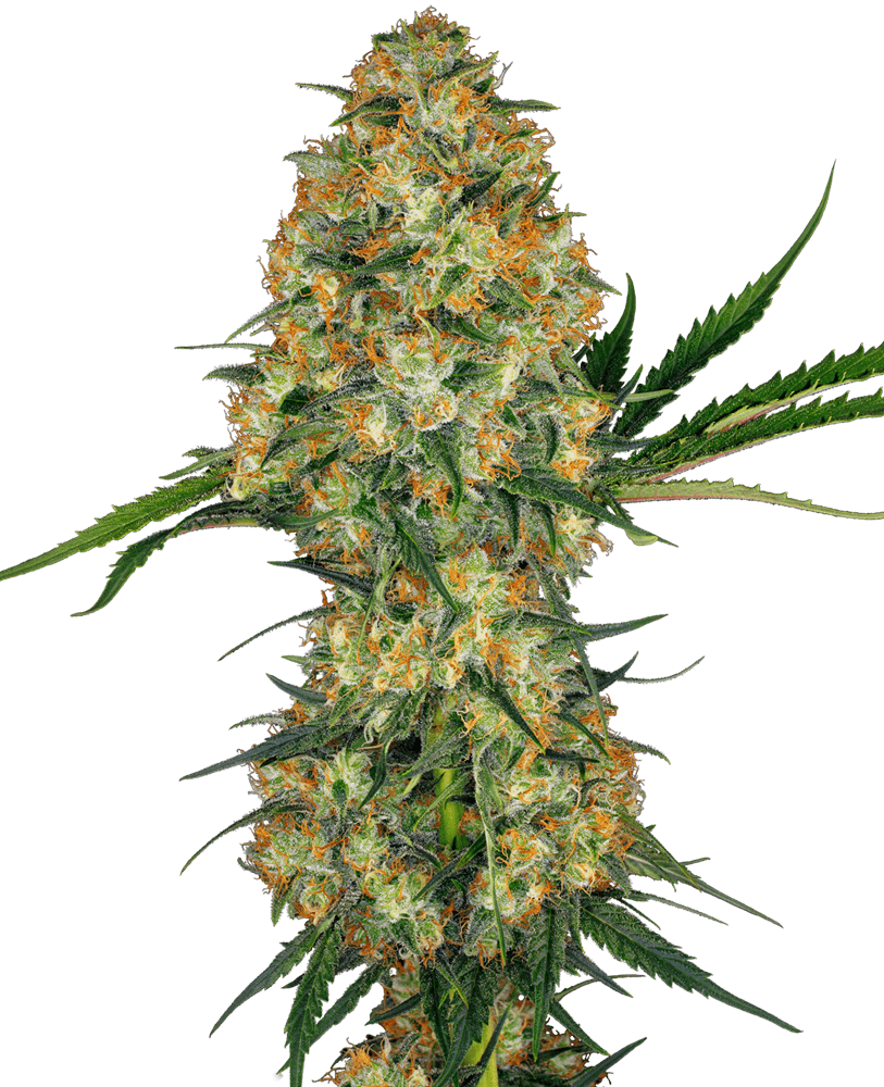 Foto Hindu kush regular 10 unidades sensi seeds