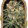 Foto Hippie therapy cbd 100% exotic seeds