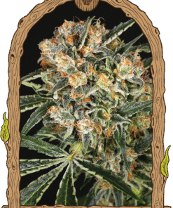 Foto Hippie therapy cbd 100% exotic seeds