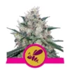 Foto Honey cream fast flowering royal queen seeds