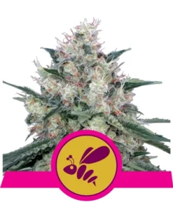Foto Honey cream fast flowering royal queen seeds