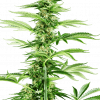 Foto Honey melon haze feminizada sensi seeds