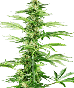 Foto Honey melon haze feminizada sensi seeds