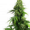 Foto Honey melon kush auto sensi seeds