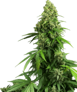 Foto Honey melon kush auto sensi seeds