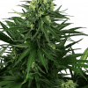 Foto Honey melon kush feminizada sensi seeds