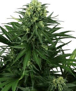 Foto Honey melon kush feminizada sensi seeds