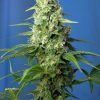 Foto Honey Peach Auto CBD®