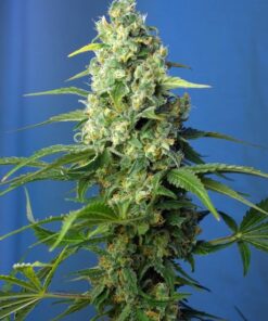 Foto Honey Peach Auto CBD®