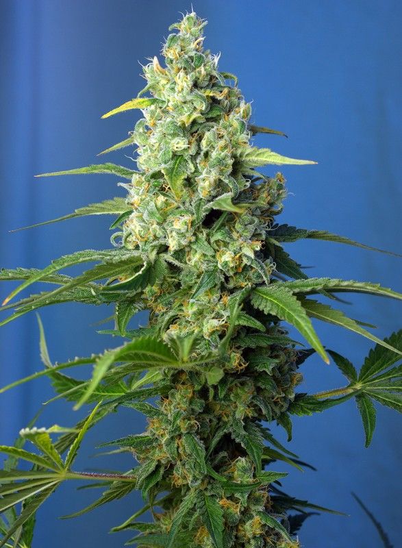 honey-peach-auto-cbd Foto Honey Peach Auto CBD®
